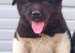 Američka Akita štenci