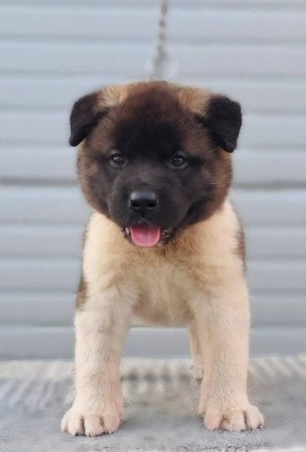 Američka Akita, TOP štenci